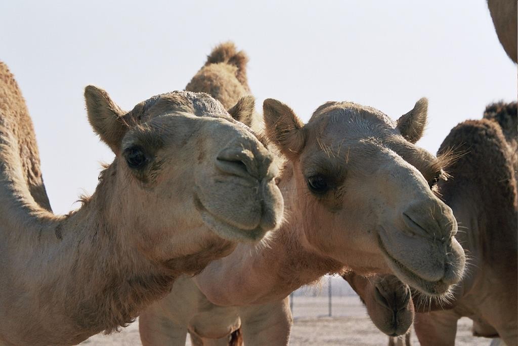 As part of our desert day trip from Abu Dhabi with Arabian Adventures (A day in the dunes), we visited a camel farm.